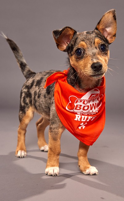Puppy Bowl XVI